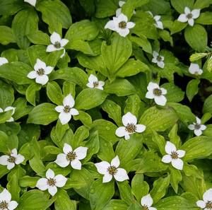 Meet your Posher, Margaret